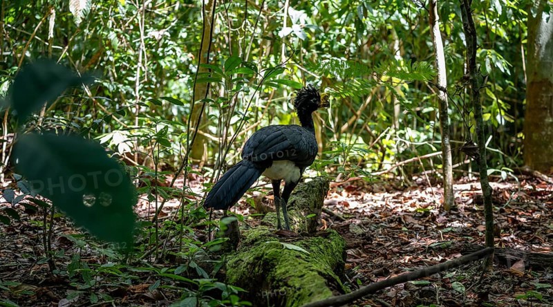 Tuberkehlhokko (Crax rubra), adult male, in the tropical rainforest, Corcovado National Park, Osa, Puntarena Province, Costa Rica, Central America