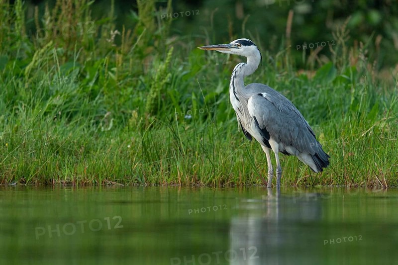 Grey heron (Ardea cinerea) hunting at a pond, Aviemore, Scotland, Great Britain
