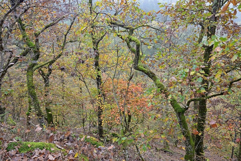 Gnarled and mossy deciduous trees with autumn leaves on a mountain ridge, Moselle, Rhineland-Palatinate, Germany, Europe