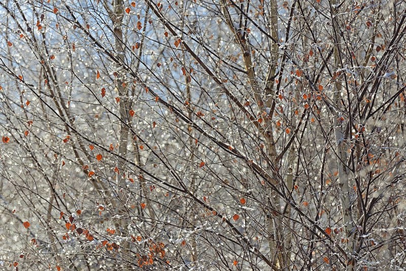 Birches (Betula), branches and twigs with hoarfrost, Arnsberg Forest nature park Park, North Rhine-Westphalia, Germany, Europe