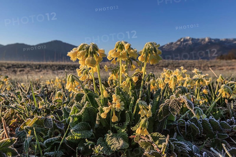 Meadow cowslip (Primula veris), morning mood, frost, sunrise, mountains, Loisach-Lake Kochel moor, Bavaria, Germany, Europe