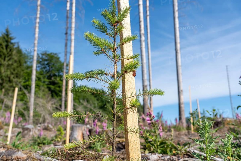 Reforestation in the Arnsberg Forest near Hirschberg, Soest district, young conifers, green Douglas firs, on the site of a spruce forest that had died and been felled due to heavy bark beetle infestation, North Rhine-Westphalia, Germany, Europe