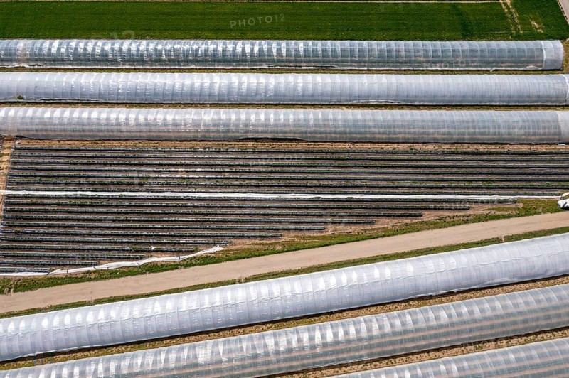 Open field strawberry cultivation in a foil greenhouse, young strawberry plants growing, near Dormagen, Rhineland, North Rhine-Westphalia, Germany, Europe