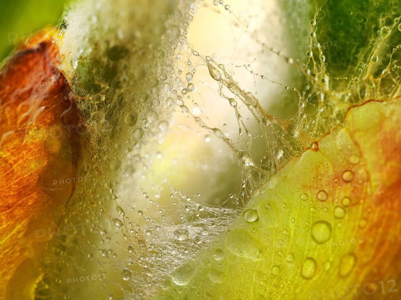 Chestnut, common horse-chestnut (Aesculus hippocastanum), detail of bud, resin droplets and fine hairs to protect the young shoots, macro photograph