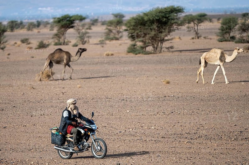 Man with typical Moroccan clothing and turban on motorbike driving his camels, Merzouga, Morocco, Africa