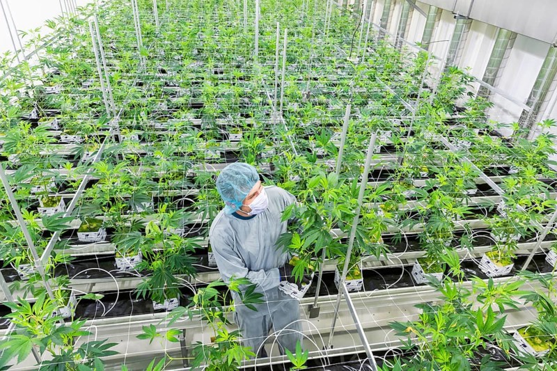 DEU/Saxony/Ebersbach The Saxon cannabis producer Demecan is now the first German company to be authorised to cultivate medicinal cannabis indefinitely under the new Cannabis Act. The company had been authorised to produce since 2019, albeit subject to conditions such as a maximum production quantity or regulated distribution. These conditions will now no longer apply, which will improve the supply situation for medicinal cannabis. The Federal Government Commissioner for Addiction and Drug Issues Burkhard Blienert and Health Minister Petra Köpping took a tour of the production facility to find out more about the production of medicinal cannabis., Federal Drug Commissioner Burghard Blienert and Health Minister Petra Köpping visit Saxon cannabis producer Demecan, Ebersbach, Saxony, Germany, Europe
