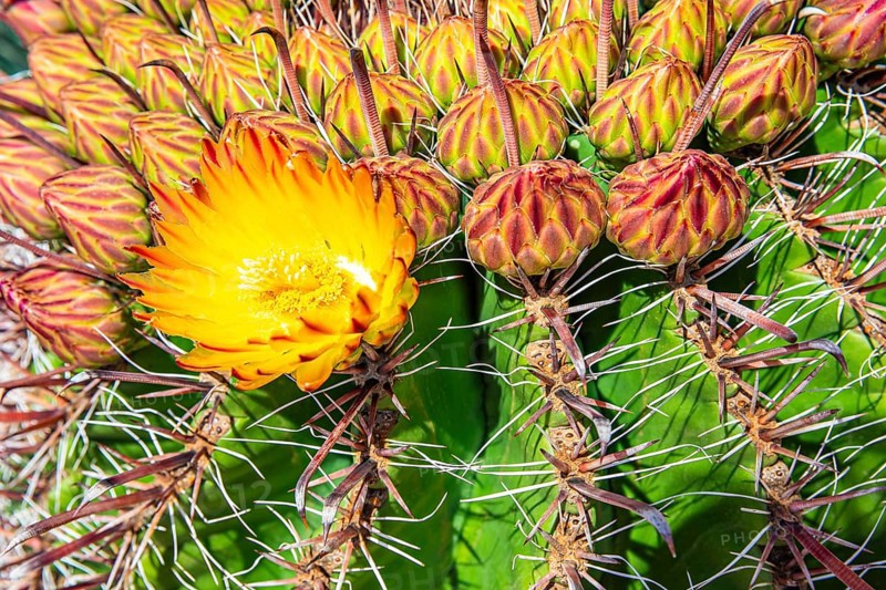 Flowering cactus (Ferocactus), Santa Eularia des Rui, Ibiza, Balearic Islands, Mediterranean Sea, Spain, Europe