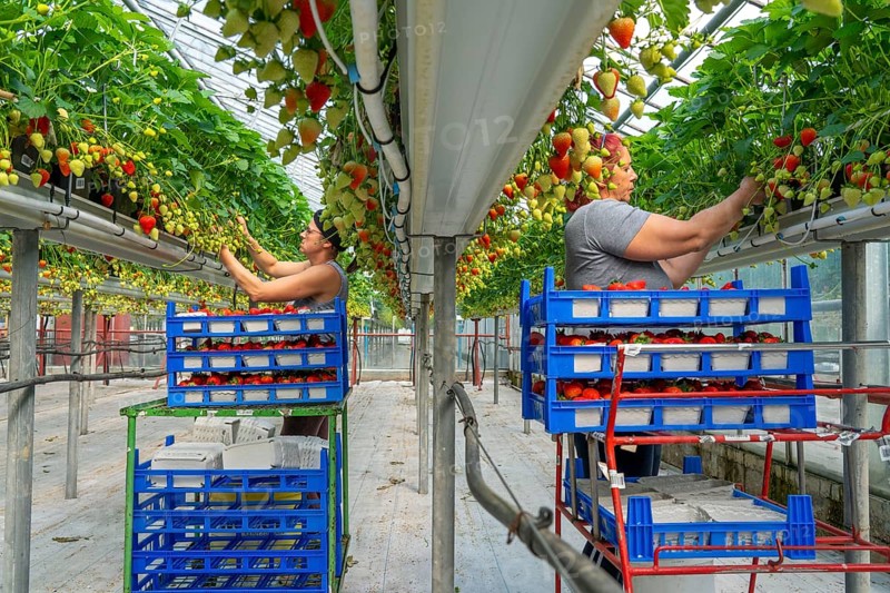 Harvesting strawberries, harvest helper, strawberry cultivation in the greenhouse, young strawberry plants grow up, in different stages of ripeness are watered individually by drip irrigation and supplied with nutrients, they grow in a substrate culture in raised beds, near Dormagen, Rhineland, North Rhine-Westphalia, Germany, Europe
