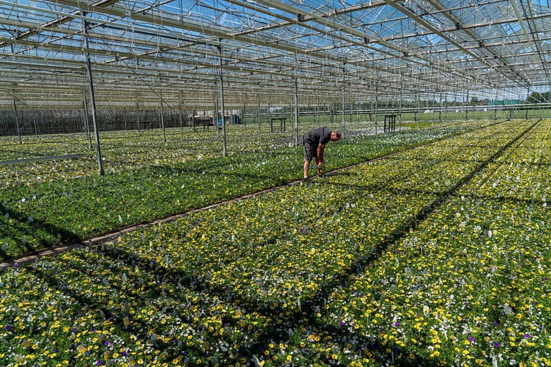 Horticultural business, greenhouse, various types of potted plants are grown here to be sold in flower shops, supermarkets, DIY stores, garden centres, North Rhine-Westphalia, Germany, Europe
