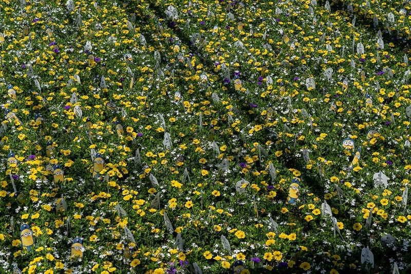 Horticultural business, greenhouse, various types of potted plants are grown here to be sold in flower shops, supermarkets, DIY stores, garden centres, North Rhine-Westphalia, Germany, Europe