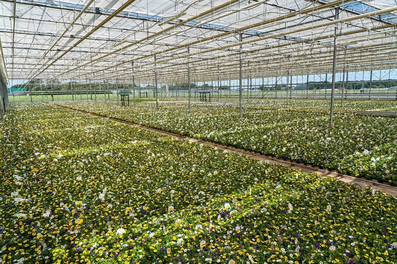 Horticultural business, greenhouse, various types of potted plants are grown here to be sold in flower shops, supermarkets, DIY stores, garden centres, North Rhine-Westphalia, Germany, Europe