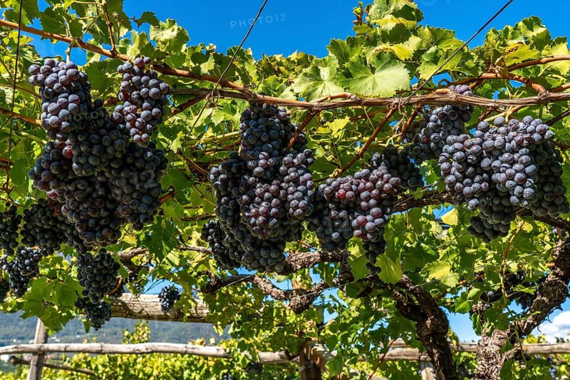 Wine-growing, in the Adige Valley, near the village of Caldaro on the Wine Road, red wine vines, South Tyrol, Italy, Europe