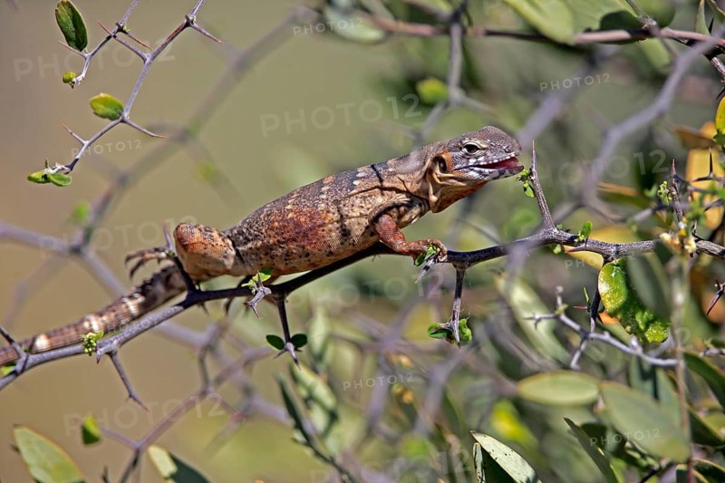 Eastern Mexican Black Iguana, (Ctenosaura acanthura), adult, on tree, foraging, Sonoran Desert, Arizona, North America, USA, North America