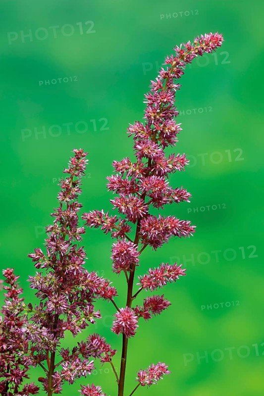 Astilbe, flowering, blossom, Elllerstadt, Germany, Europe