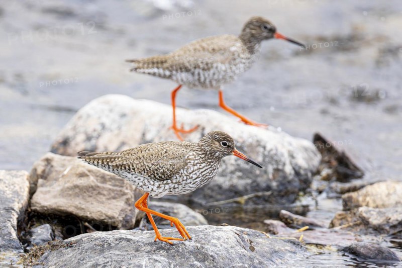 Common redshank (Tringa totanus), two adult birds walking on rock at the water's edge, Varanger, Finnmark, Norway, Europe