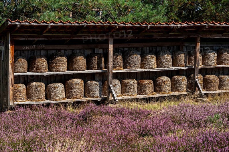 Beehives, bee pieces in the Höpener Heide, heather blossom of the broom heather, in the Lüneburg Heath nature reserve, Lower Saxony, Germany, Europe