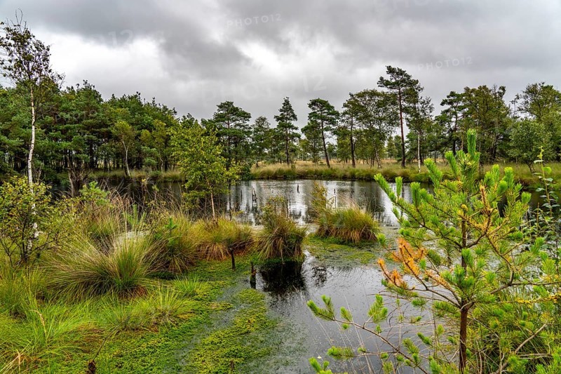 The Pietzmoor, raised bog in the Lüneburg Heath nature reserve, near Schneverdingen, Lower Saxony, Germany, Europe