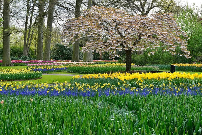 Tulips (Tulipa) and daffodils (Narcissus) at Keukenhof, Lisse, South Holland