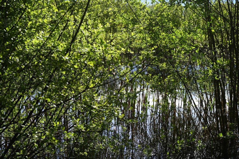 NL, Eesergroen: Spring characterises the landscape, towns and people in the province of Drenthe in the Netherlands. May green in April, forest in Drenthe.Hundsrug. NL, Eesergroen: Spring shapes the landscape, cities and people in the province of Drenthe in the Netherlands