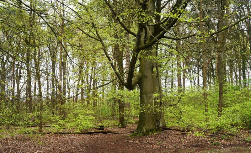 NL, Eesergroen: Spring characterises the landscape, towns and people in the province of Drenthe in the Netherlands. May green in April, forest in Drenthe. Hundsrug. NL, Eesergroen: Spring shapes the landscape, cities and people in the province of Drenthe in the Netherlands