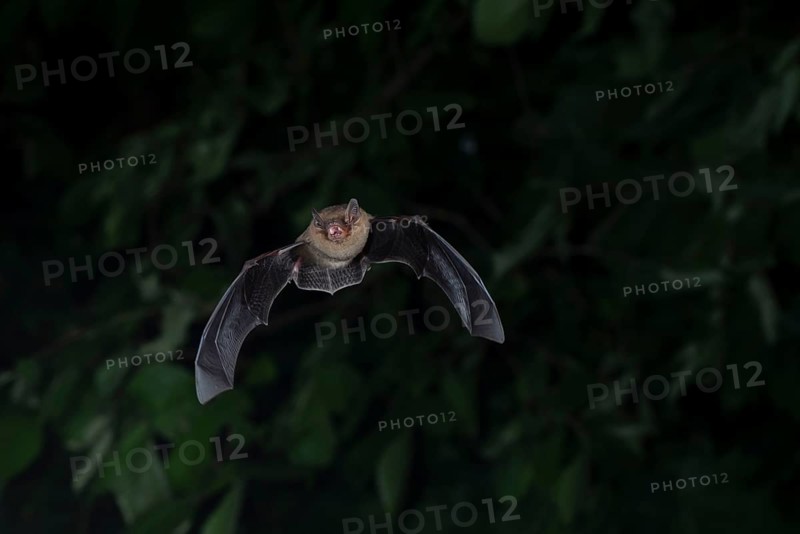Common pipistrelle (Pipistrellus pipistrellus) hunting insects in front of deciduous forest, Brandenburg, Germany, Europe