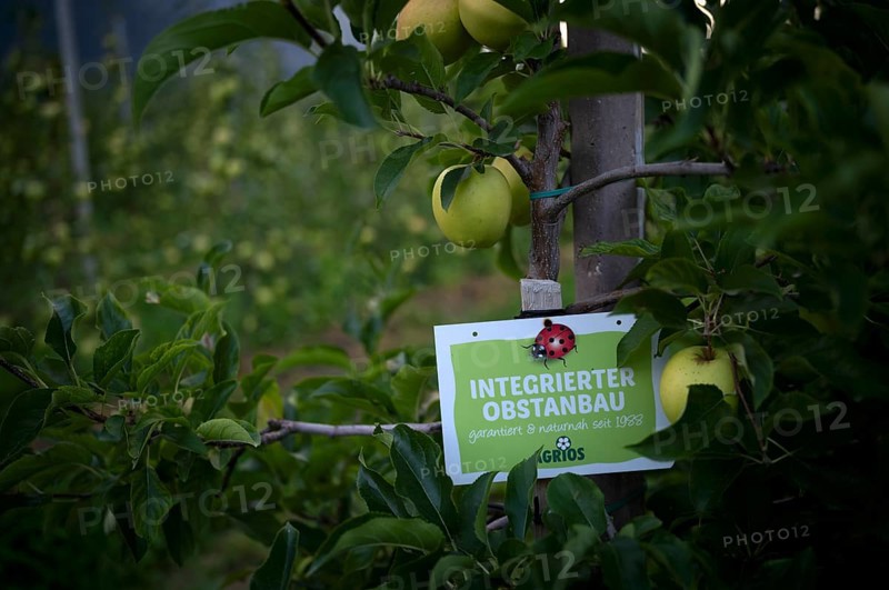 Logo, sign, AGRIOS, working group for integrated fruit growing in South Tyrol, ladybird, Granny Smith apple variety, apple orchard, integrated fruit growing, orchard, agriculture, agribusiness, Schenna, Scena, South Tyrol, Autonomous Province of Bolzano, Italy, Europe