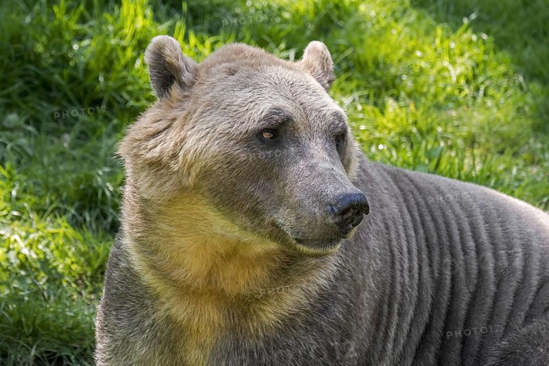 Polar bear, brown bear hybrid, polar bear-grizzly bear hybrid also called grolar bear, pizzly bear, nanulak, rare ursid hybrid
