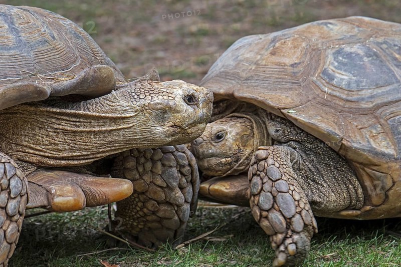 Two African (Centrochelys sulcata) spurred tortoises, sulcata tortoises (Testudo sulcata) native to Africa