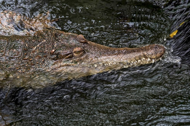 West African slender-snouted crocodile (Mecistops cataphractus) resting in stream, native to West Africa