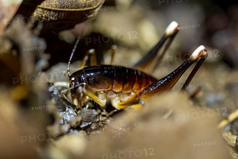Cricket (Glaphyrosoma sp. 1) sitting on the forest floor, at night in the tropical rainforest, Refugio Nacional de Vida Silvestre Mixto Bosque Alegre, Alajuela province, Costa Rica, Central America