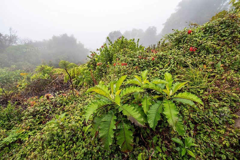 Dense vegetation in the fog, caldera of the Poás volcano, rainforest, Poás National Park, central highlands, Alajuela province, Costa Rica, Central America