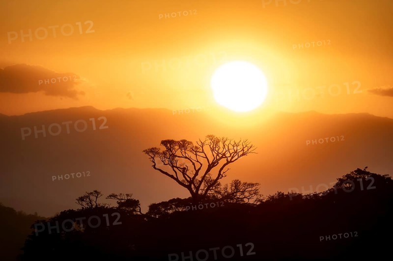 Treetops at sunset, silhouettes against the light, cloud forest, Monte Verde, Puntarenas province, Costa Rica, Central America