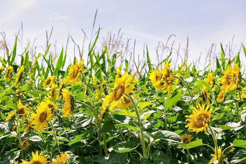 Sunflowers (Helianthus annuus) as a flowering strip on a maize field, Baden-Württemberg, Germany, Europe