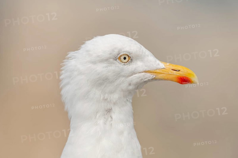 Portrait of a herring gull (Larus argentatus) in the cliffs of the Atlantic Ocean. Camaret, Crozon, Finistere, Brittany, France, Europe