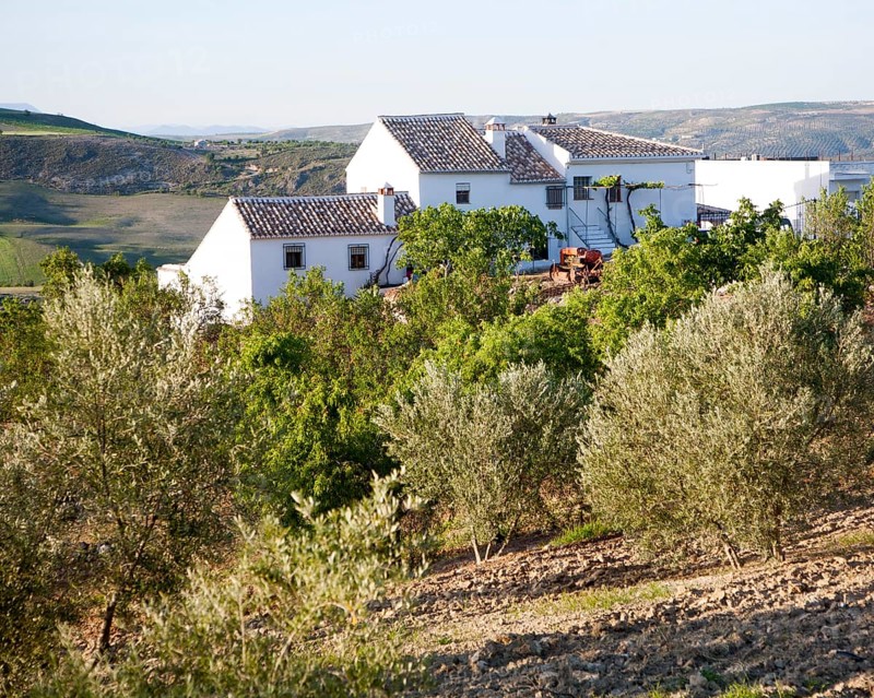 Olive trees whitewashed farmhouse in countryside, near Alhama de Granada, Spain, Europe