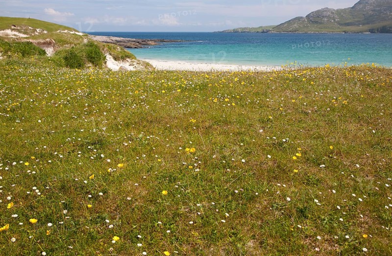 Machair grassland and sandy beach at Bagh a Deas, South Bay, Vatersay island, Barra, Outer Hebrides, Scotland, UK