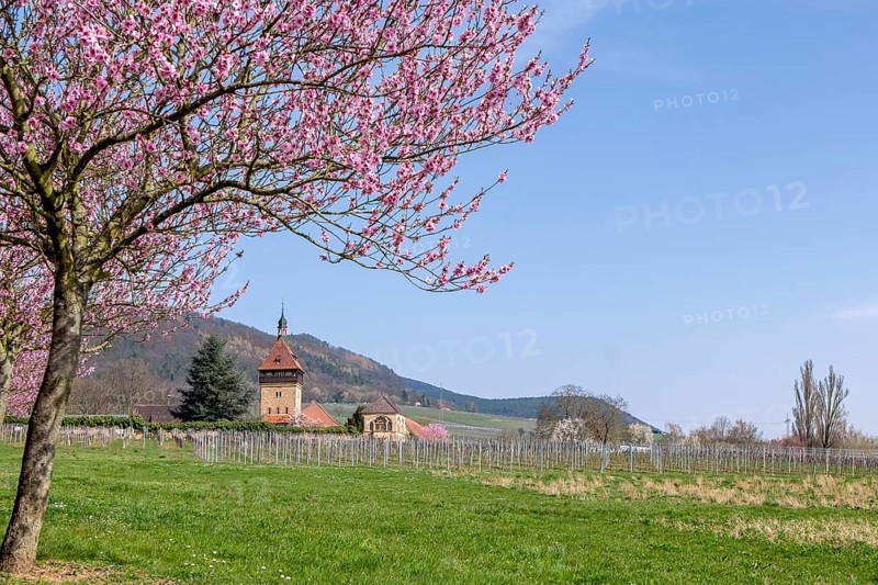 Almond tree blossom (Prunus dulcis) at Geilweilerhof, Siebeldingen, German Wine Route, also Southern Wine Route, Southern Palatinate, Palatinate, Rhineland-Palatinate, Germany, Europe