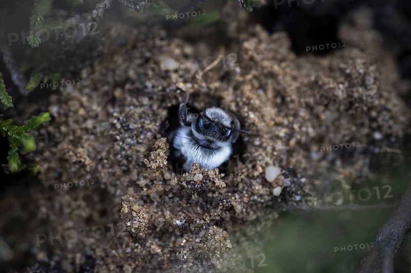 A willow sand bee in the Hohe Ward nature reserve in Münster, 08/04/2024