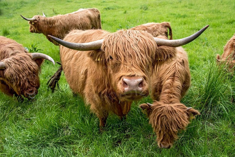 Highland cattle, Highland Cattle or Kyloe (Bos primigenius f. taurus), cow, shaggy coat covers eyes, calves, herd grazing on pasture, high lush grass, Nidda, Wetterau, Hesse, Germany, Europe