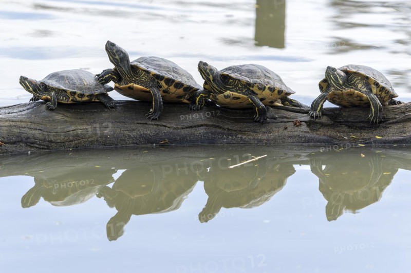 Red-eared slider turtles (Trachemys scripta elegans, Pseudemys scripta elegans) on a branch in a pond, France, Europe