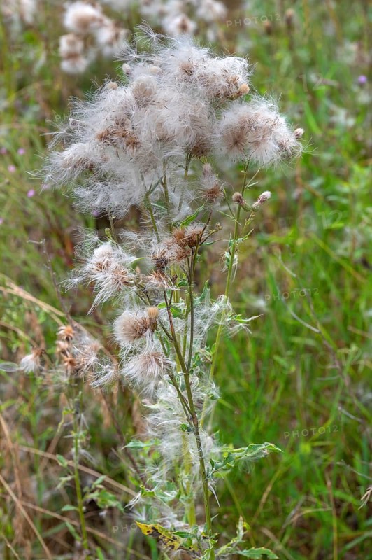 Faded Spear Thistle (Cirsium vulgare), Bavaria, Germany, Europe