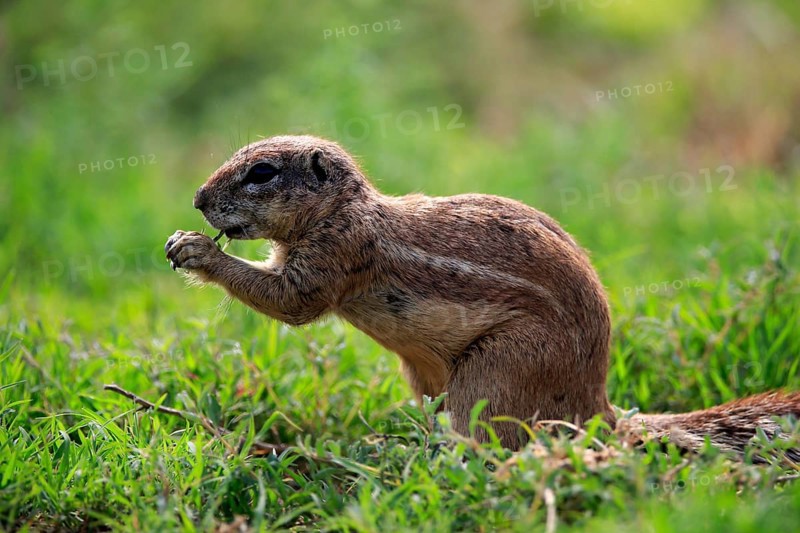 Cape ground squirrel (Xerus inauris), adult, alert, feeding, Mountain Zebra National Park, Eastern Cape, South Africa, Africa