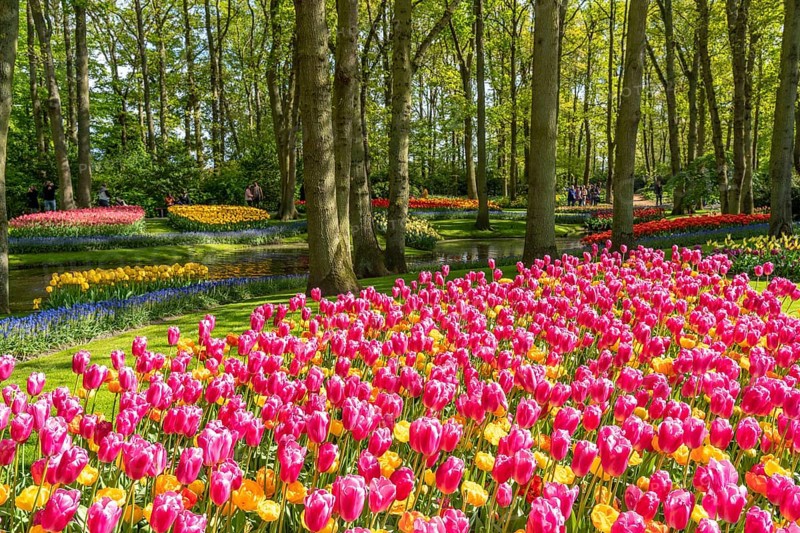 The Keukenhof, gardens, amusement park, spring park, spring flower show, near Lisse, South Holland, Netherlands, tulip, daffodil and hyacinth show with over 7 million flowers, one of the biggest tourist attractions in Holland