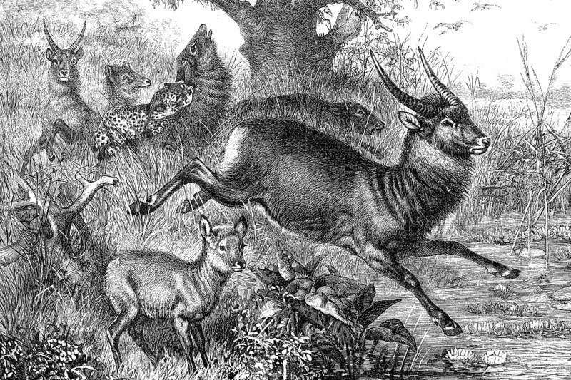 Waterbucks in the veldt of South Africa, attack of a leopard, illustration from 1890, historical, digital reproduction of an original from the 19th century