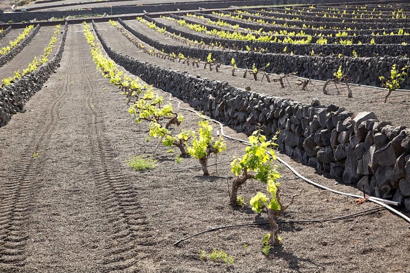Rows of grapevines with black volcano soils and stone wall, Lanzarote, La Geria, Canary Islands, Spain, Europe
