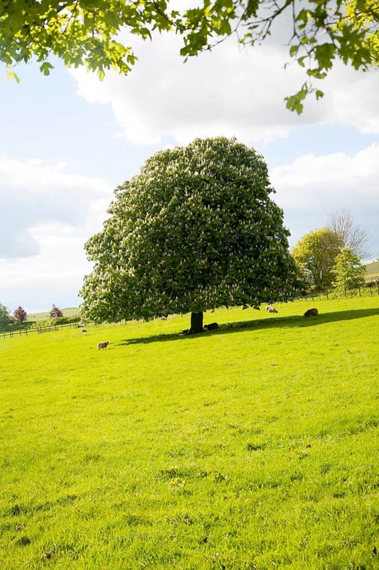 Candelabra of summer flowers on a horse chestnut tree, Aesculus hippocastanum, standing in a grassy field, near All Cannings, Wiltshire, England, United Kingdom, Europe