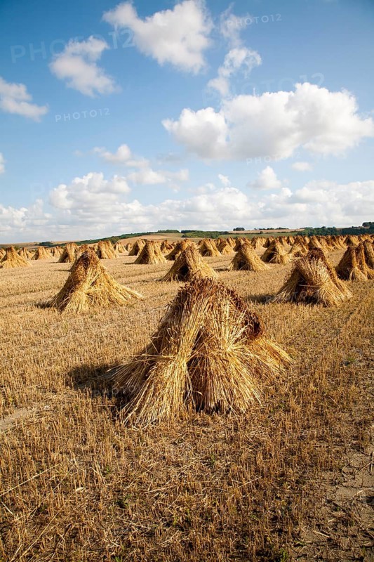 Wheat stooks harvested for thatching standing drying in a field after harvesting, Marden, Wiltshire, England, United Kingdom, Europe