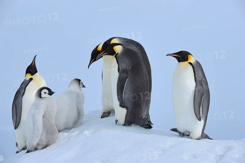 Emperor penguins, Aptenodytes forsteri, Adults and Chicks, Snow Hill Island, Antartic Peninsula, Antarctica