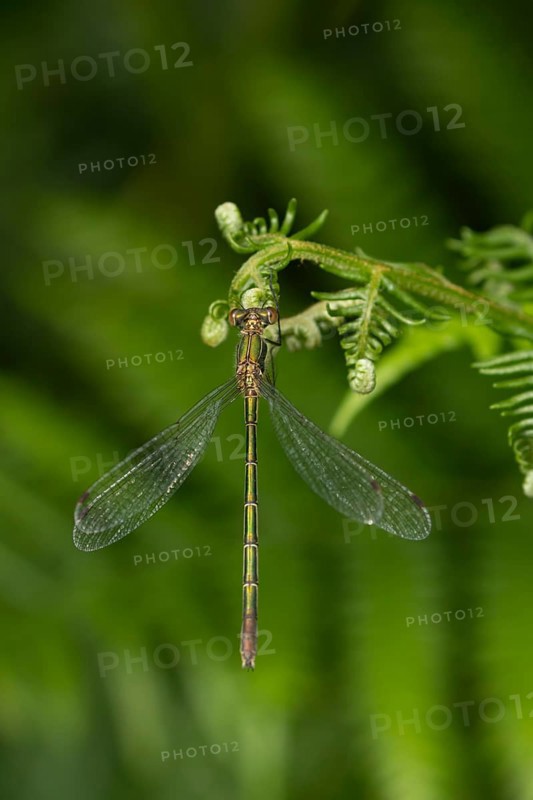 Emerald damselfly (Lestes sponsa) adult female insect resting on a Bracken leaf, Suffolk, England, United Kingdom, Europe