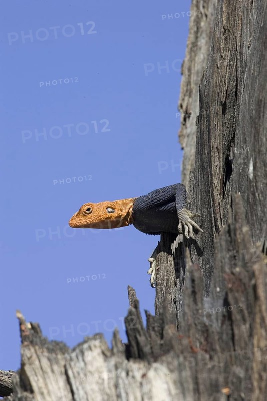 Namibian rock agama, (Agama planiceps) male in wedding dress, Etosha NP, Namibia, Africa